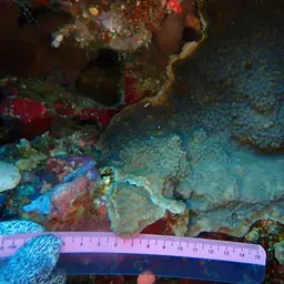 Maldive Coral, photo 2