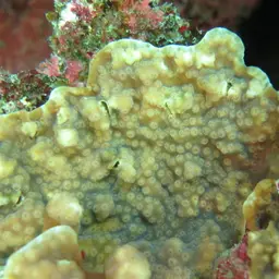 Maldive Coral, photo 4