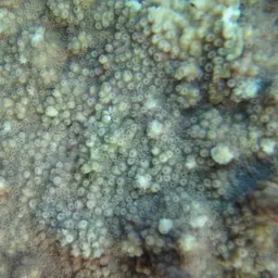 Maldive Coral, photo 5