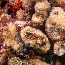 Maldive Coral, photo 6