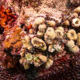 Maldive Coral, photo 7