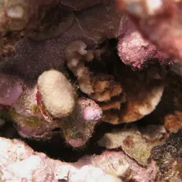 Maldive Coral, photo 8