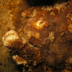 Maldive Coral, photo 9