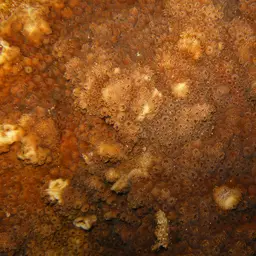 Maldive Coral, photo 10