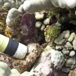 Maldive Coral, photo 11