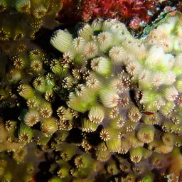 Maldive Coral, photo 1