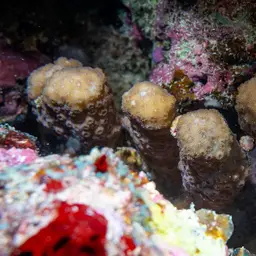 Maldive Coral, photo 12