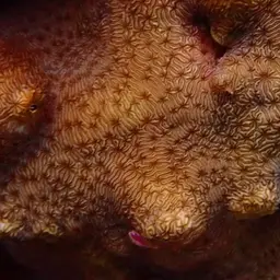 Leaf Coral, photo 1