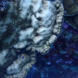 Leaf Coral, photo 3