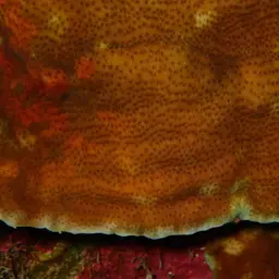Leaf Coral, photo 4