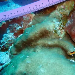 Leaf Coral, photo 5