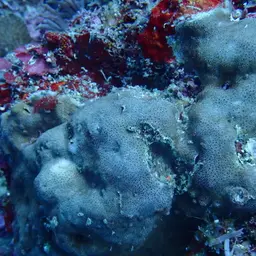 Leaf Coral, photo 6