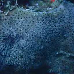 Leaf Coral, photo 7