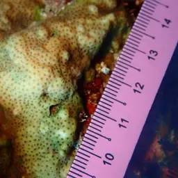 Leaf Coral, photo 9