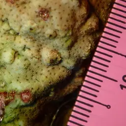 Leaf Coral, photo 10