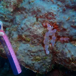 Leaf Coral, photo 11