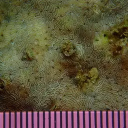 Leaf Coral, photo 12