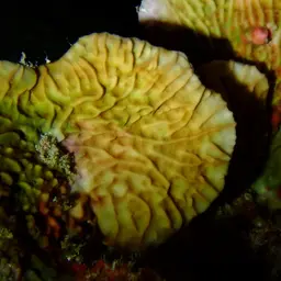 Corrugated Coral, photo 1