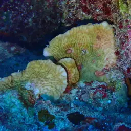 Corrugated Coral, photo 2