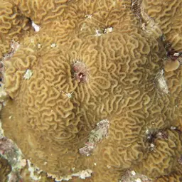 Corrugated Coral, photo 3