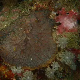 Corrugated Coral, photo 4