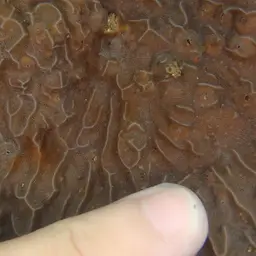 Corrugated Coral, photo 5