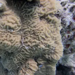 Corrugated Coral, photo 6