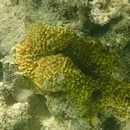Corrugated Coral, photo 7