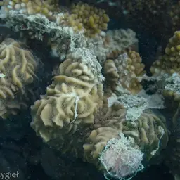Corrugated Coral, photo 8