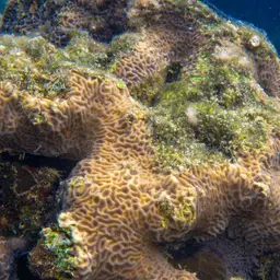 Corrugated Coral, photo 9