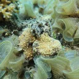 Corrugated Coral, photo 10