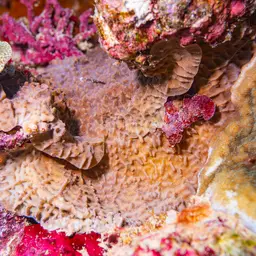 Corrugated Coral, photo 11