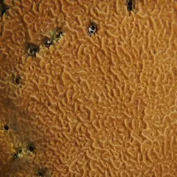 Corrugated Coral, photo 12