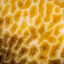 Leaf Coral, photo 1