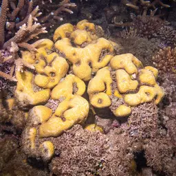 Leaf Coral, photo 2