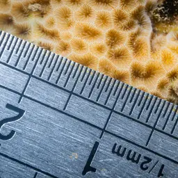Leaf Coral, photo 3