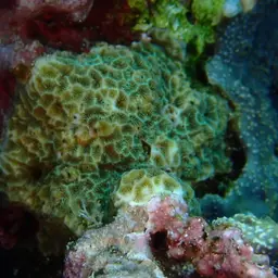 Leaf Coral, photo 4