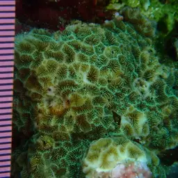 Leaf Coral, photo 5