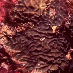 Leaf Coral, photo 6