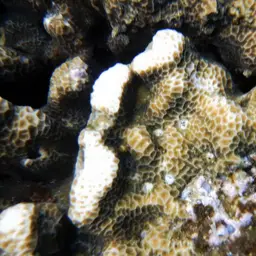 Leaf Coral, photo 7