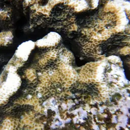 Leaf Coral, photo 8