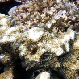 Leaf Coral, photo 9