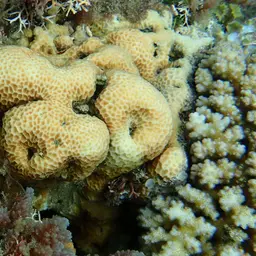 Leaf Coral, photo 10