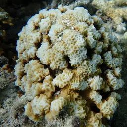 Leaf Coral, photo 11
