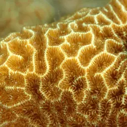 Leaf Coral, photo 12