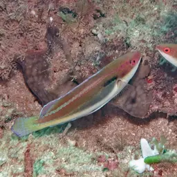 Peacock wrasse