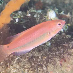 Peacock wrasse, photo 2