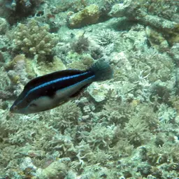 Peacock wrasse, photo 3