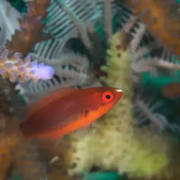 Peacock wrasse, photo 4