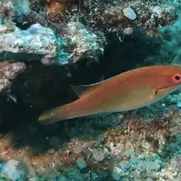 Peacock wrasse, photo 5